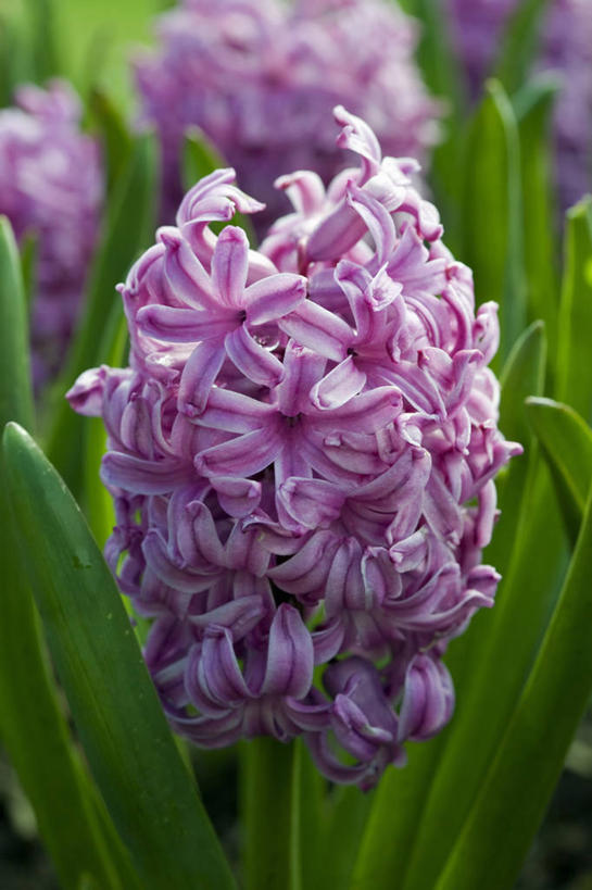 无人,竖图,室外,特写,白天,留白,美景,植物,风信子,蔬菜,新鲜,盛开,景观,食品,花蕾,花,花瓣,花朵,鲜花,食物,一朵,一个,粉色,自然,春天,花苞,花蕊,景色,摄影,有机食品,绿色食品,生长,单个,明亮,清新,自然风光,紫水晶,彩图,全画面,全框架,全帧,全画幅