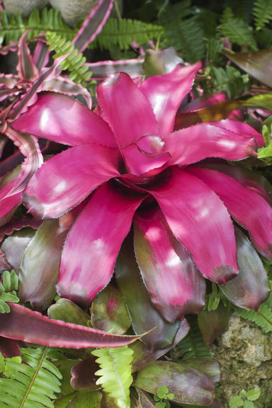 无人,竖图,俯视,室外,特写,白天,美景,建筑,光线,景观,光芒,粉色,自然,景色,摄影,热带气候,自然风光,彩图,高角度拍摄,肉质植物,波士顿蕨