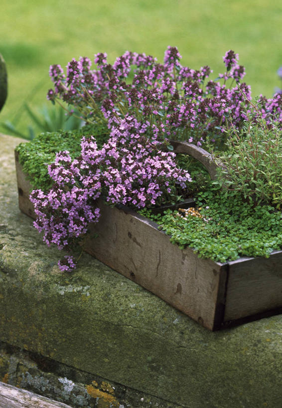 无人,竖图,室外,特写,白天,美景,抽屉,木制,景观,薄荷叶,饮食,自然,容器,景色,摄影,百里香,草本,自然风光,循环利用,彩图