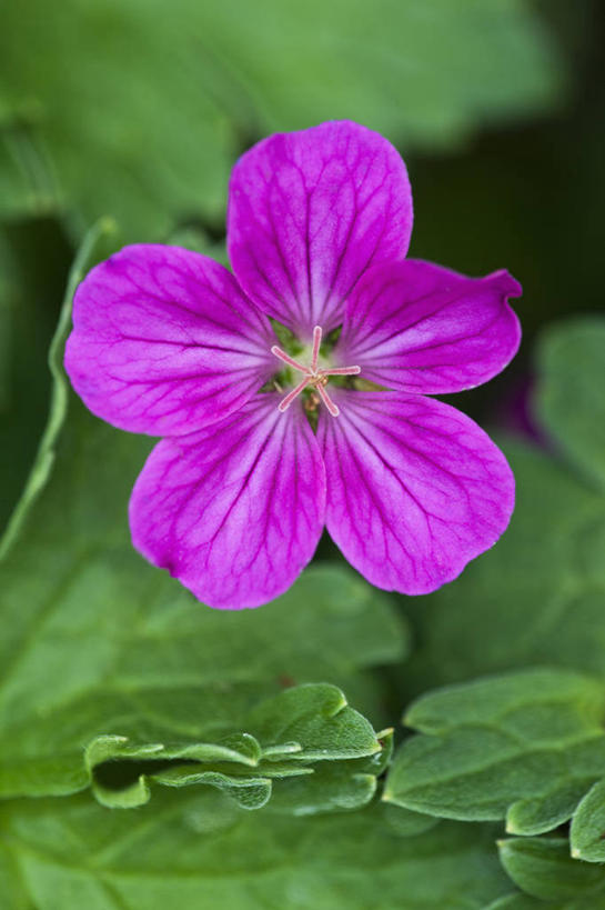 无人,竖图,室外,特写,白天,留白,热情,美景,植物,景观,花,一个,粉色,阳光,自然,夏天,太阳花,景色,摄影,生长,单个,天竺葵,清新,自然风光,牻牛儿苗,彩图