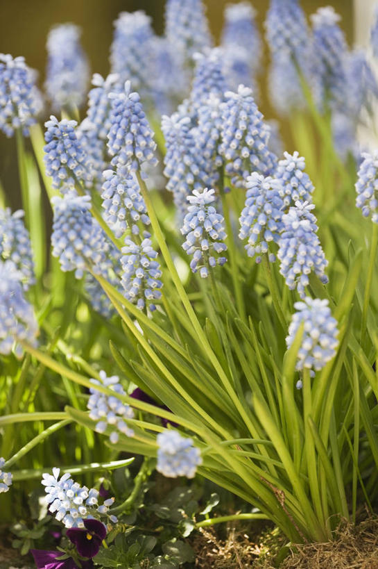 无人,竖图,室外,特写,白天,美景,植物,蔬菜,新鲜,景观,食品,花,食物,自然,春天,景色,摄影,有机食品,绿色食品,自然风光,葡萄风信子,彩图