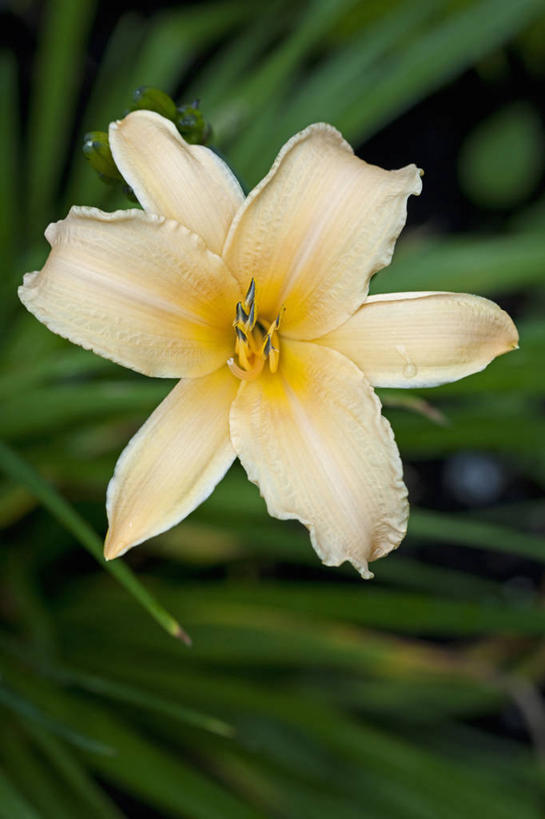 无人,竖图,室外,特写,白天,留白,美景,植物,萱草,景观,花,花瓣,一个,自然,夏天,景色,摄影,生长,单个,清新,自然风光,苍白,彩图,多年生植物