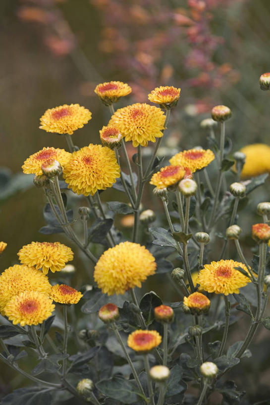 无人,竖图,室外,特写,白天,美景,植物,景观,花,黄色,自然,夏天,橙色,菊花,景色,摄影,自然风光,手摇花,彩图