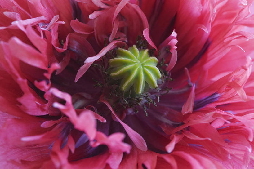 无人,横图,室外,特写,白天,美景,植物,罂粟,景观,花,一个,粉色,自然,夏天,景色,摄影,生长,单个,清新,自然风光,彩图,全画面,全框架,全帧,全画幅,多年生植物