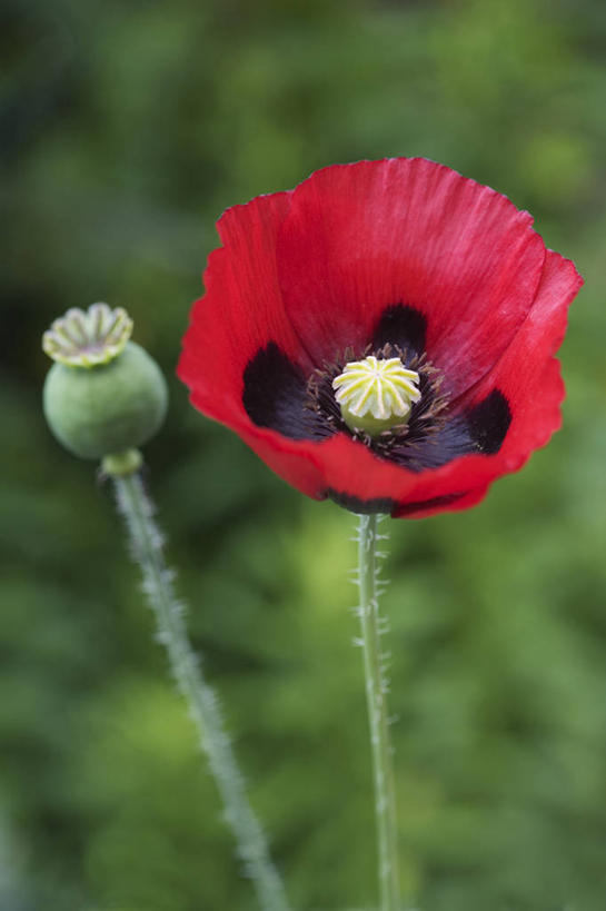 无人,竖图,室外,特写,白天,留白,美景,植物,罂粟,景观,花,红色,自然,夏天,景色,摄影,生长,清新,自然风光,彩图