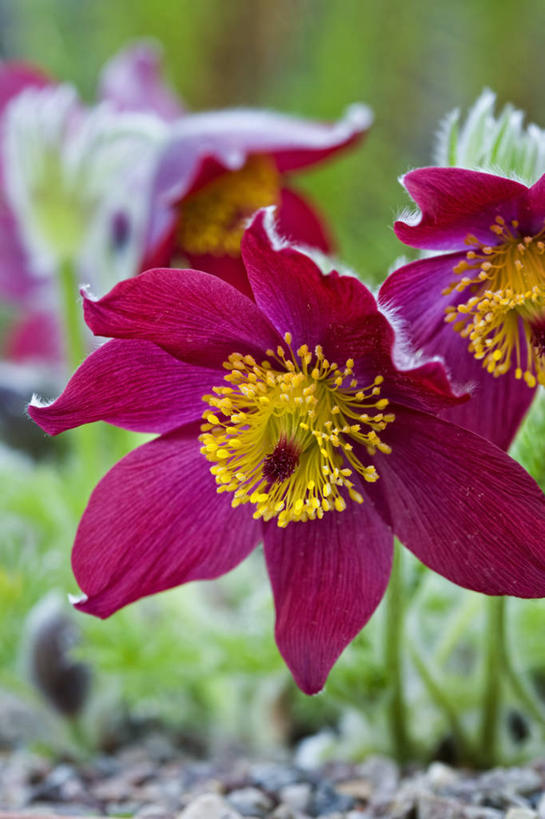 无人,竖图,室外,特写,白天,留白,美景,植物,白头翁,细菌,景观,花,花瓣,粉色,黄色,自然,春天,景色,摄影,生长,明亮,雄蕊,清新,自然风光,彩图