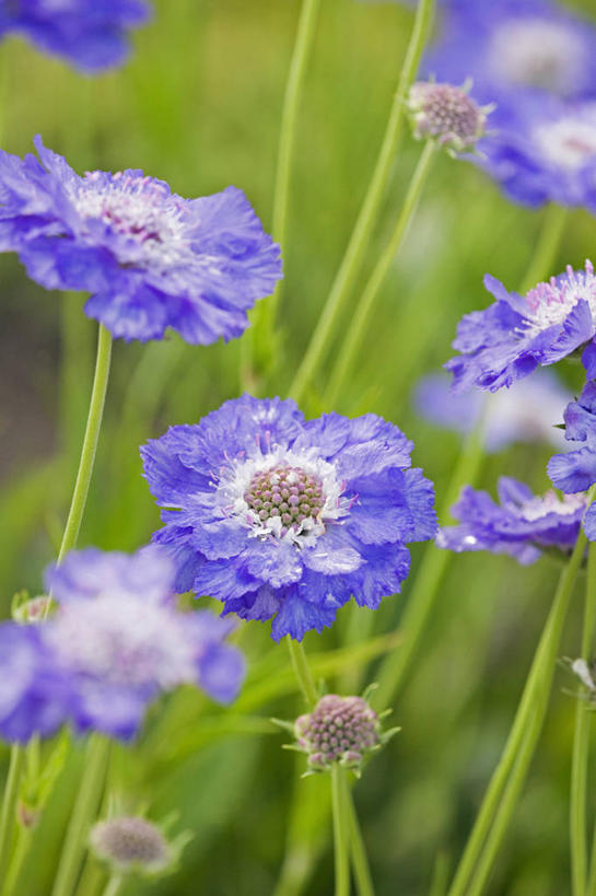 无人,竖图,室外,特写,白天,美景,植物,景观,花,蓝色,自然,夏天,景色,摄影,脆弱,自然风光,轮峰菊,彩图
