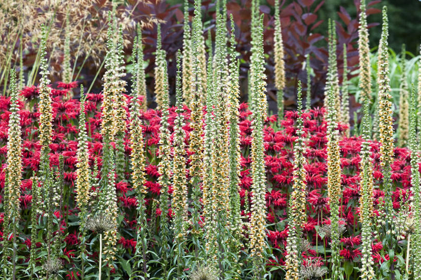 无人,横图,室外,白天,美景,植物,景观,花,红色,自然,夏天,景色,摄影,生长,毛地黄,清新,自然风光,反差,彩图,全画面,全框架,全帧,全画幅,二年生植物