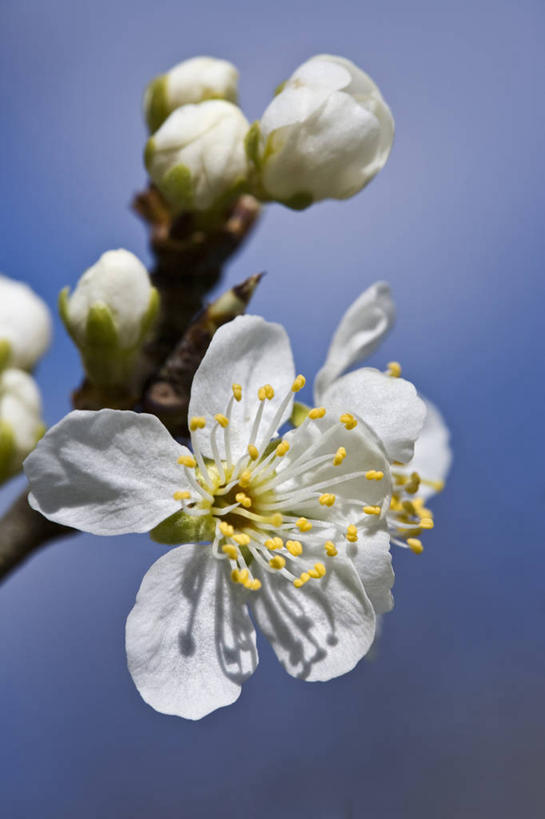 无人,竖图,室外,特写,白天,留白,美景,植物,樱花,李子,盛开,景观,果树,枝,花蕾,樱桃树,花,花瓣,花朵,鲜花,树,一朵,黄色,白色,自然,春天,花苞,花蕊,景色,摄影,生长,雄蕊,清新,自然风光,苍白,落叶树,李树,沙皇,彩图