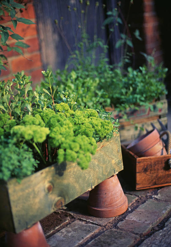 无人,竖图,室外,特写,白天,美景,木制,景观,泥土,设备,饮食,盒子,物品,自然,容器,景色,摄影,有机食品,欧芹,草本,自然风光,循环利用,彩图