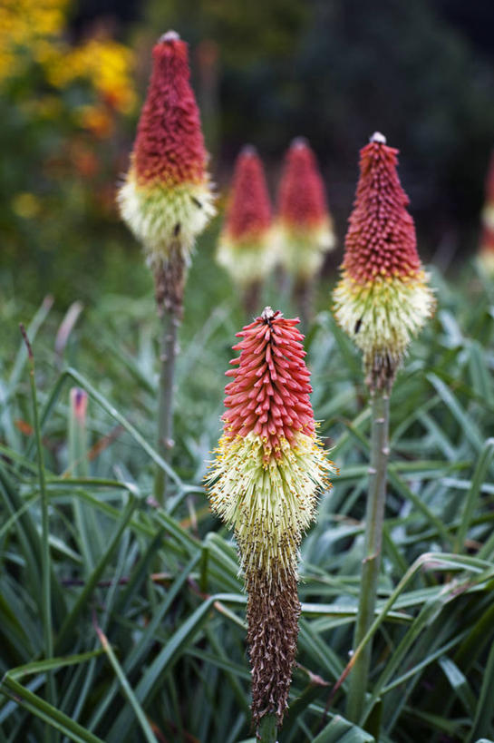 无人,竖图,室外,特写,白天,留白,热情,美景,植物,景观,尖顶,花,黄色,自然,夏天,橙色,景色,摄影,生长,清新,自然风光,圆柱体,思念,火把莲,火炬百合,火炬花,彩图,剑叶兰