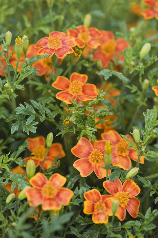 无人,竖图,室外,特写,白天,美景,植物,丰富,小的,景观,万寿菊,床上用品,花,自然,花束,橙色,景色,摄影,自然风光,彩图