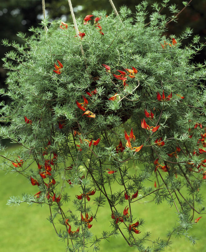 无人,交叉,竖图,室外,特写,白天,美景,莲花,竹子,吊挂,握,悬挂,竹制,丰富,编织,篮子,景观,挂,拿,拎,拿着,自然,容器,竹篮,景色,握着,摄影,灌木,竹条,交织,竹制品,溢出,自然风光,穿插,彩图,拎着