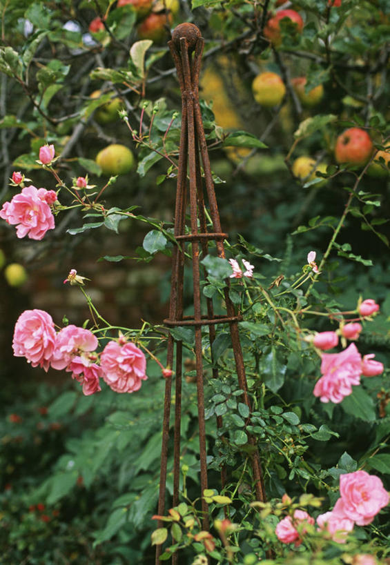 无人,竖图,室外,特写,白天,美景,玫瑰,金属,景观,粉色,自然,景色,摄影,灌木,支撑,自然风光,彩图,棚屋