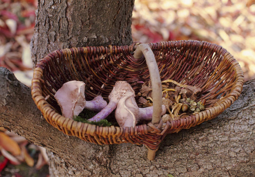 无人,横图,室外,特写,白天,采摘,美景,树林,植物,篮子,景观,自然,食用菌,景色,摄影,收获,自然风光,收集,秋天,彩图