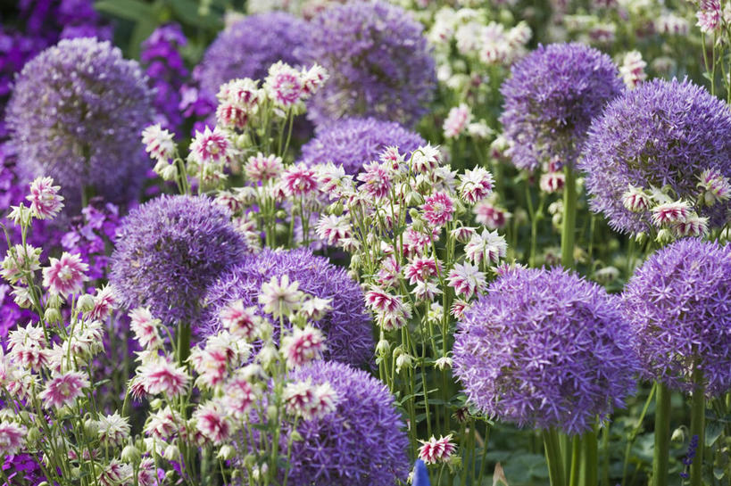 无人,横图,室外,特写,白天,美景,植物,蔬菜,英国,欧洲,伦敦,新鲜,景观,食品,首都,花,食物,粉色,紫色,自然,球体,景色,摄影,有机食品,绿色食品,西欧,自然风光,大不列颠,耧斗菜,大不列颠及北爱尔兰联合王国,大不列颠及爱尔兰联合王国,雾都,肯辛顿.切尔西区,彩图,洋葱花,大不列颠王国,大英帝国,联合王国,日不落帝国