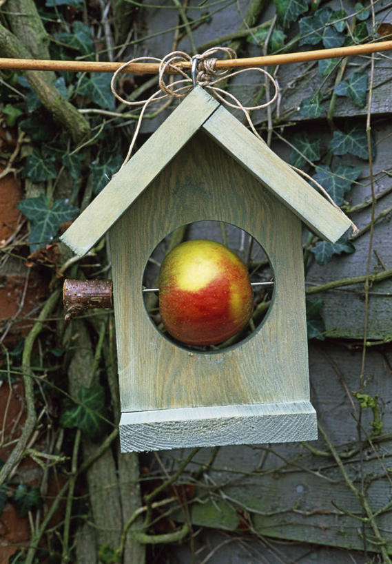 无人,竖图,室外,特写,白天,美景,植物,野生动物,苹果,水果,木制,景观,食品,饮食,一个,自然,景色,摄影,单个,自然风光,喂鸟器,彩图