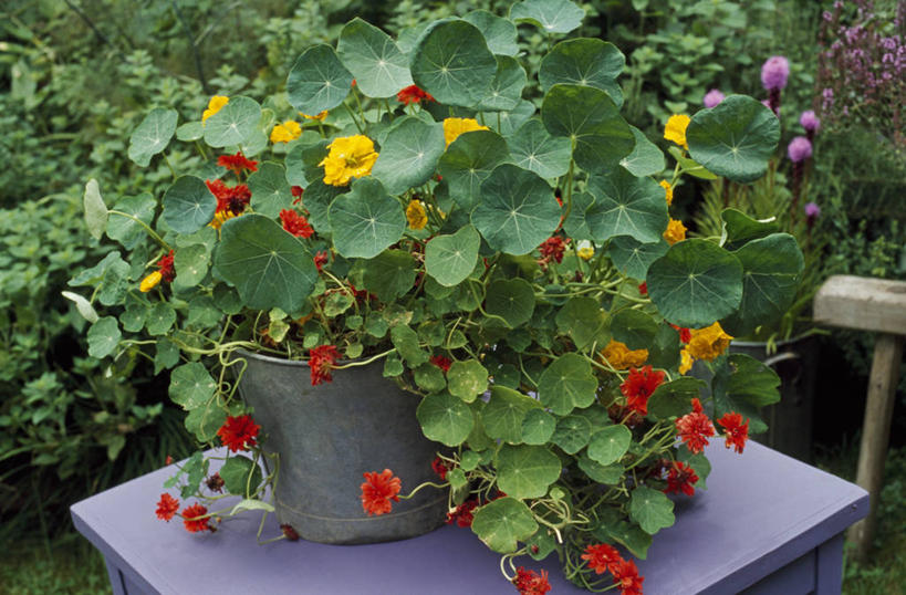 无人,横图,室外,特写,白天,美景,植物,桌子,花盆,丰富,盛开,盆栽,景观,花蕾,饮食,花,花瓣,花朵,鲜花,黄色,自然,容器,夏天,花苞,花蕊,橙色,景色,摄影,溢出,自然风光,旱金莲花,彩图