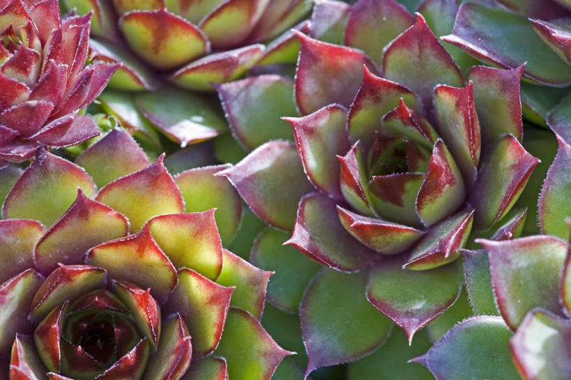 无人,横图,室外,特写,白天,美景,植物,叶子,景观,红色,自然,景色,摄影,生长,明亮,石莲花,清新,自然风光,彩图,全画面,全框架,全帧,肉质植物,全画幅,长生花