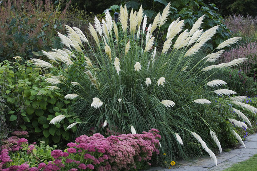 无人,横图,室外,特写,白天,美景,植物,叶子,景观,草药,药草,中药,一个,自然,景色,摄影,生长,单个,景天,自然风光,药材,中草药,中药材,本草,观赏草,八宝,彩图,包菜还阳,活血三七