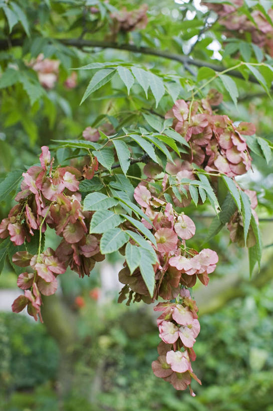 无人,竖图,室外,特写,白天,美景,植物,水果,叶子,景观,种子,树,自然,夏天,景色,摄影,自然风光,落叶树,彩图