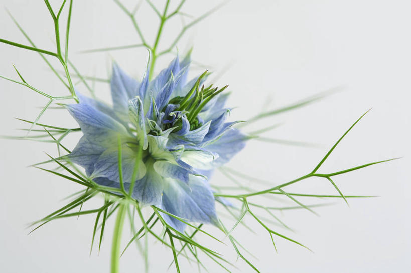 无人,横图,室内,特写,白天,留白,白色背景,美景,植物,叶子,景观,调味,香料,佐料,花,一个,自然,景色,摄影,生长,单个,葛缕子,配料,清新,自然风光,作料,彩图,影棚拍摄