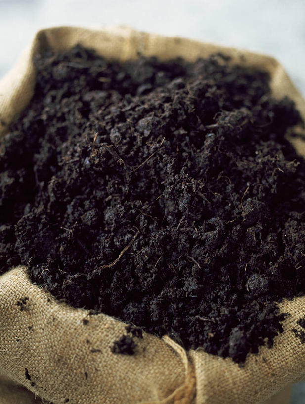 无人,竖图,室外,特写,白天,美景,植物,肥料,景观,泥土,一个,自然,景色,摄影,单个,自然风光,健康食物,彩图