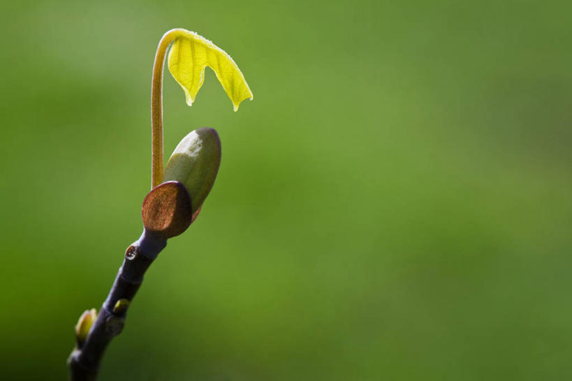 无人,横图,室外,特写,白天,留白,美景,植物,叶子,日光,开,景观,枝,花蕾,树,一个,黄色,自然,春天,景色,摄影,生长,单个,脆弱,清新,显现,自然风光,落叶树,郁金香树,彩图