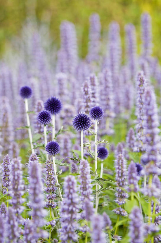 无人,竖图,室外,特写,白天,美景,景观,尖顶,花,紫色,自然,球体,蓟,景色,摄影,多样,锋利,尖锐,自然风光,蓝刺头,休闲活动,彩图,全画面,全框架,全帧,全画幅