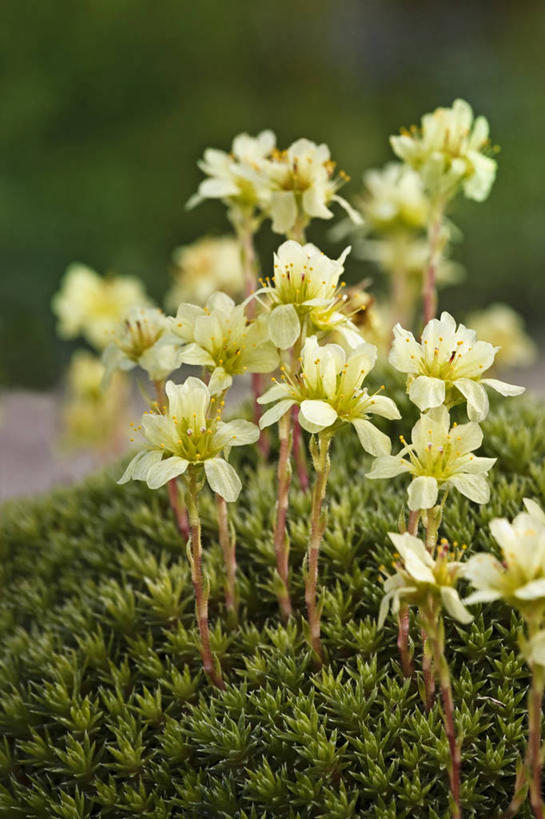 无人,竖图,室外,特写,白天,留白,美景,植物,虎耳草,叶子,景观,草药,药草,中药,花,花瓣,黄色,自然,春天,景色,摄影,生长,清新,自然风光,药材,中草药,柔焦,坚持,苍白,中药材,本草,持续,石荷叶,老虎草,金线吊芙蓉,金丝荷叶,彩图,肉质植物