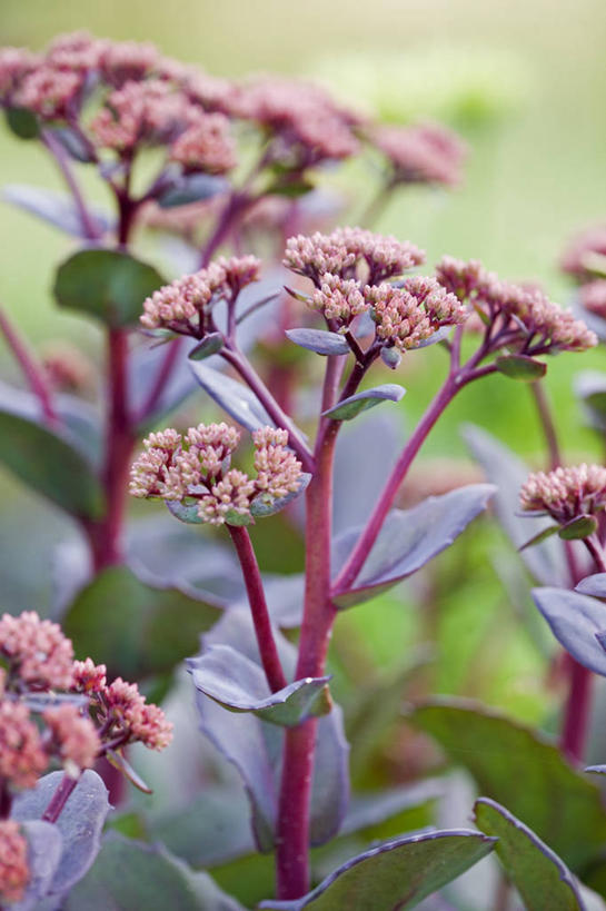 无人,竖图,室外,特写,白天,美景,植物,景观,草药,药草,中药,花,粉色,自然,夏天,景色,摄影,景天,自然风光,药材,中草药,中药材,本草,八宝,秋天,彩图,包菜还阳,活血三七