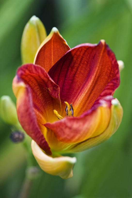 无人,竖图,室外,特写,白天,留白,美景,植物,萱草,开,景观,花蕾,花,花瓣,一个,自然,夏天,橙色,景色,摄影,生长,单个,清新,自然风光,彩图,多年生植物