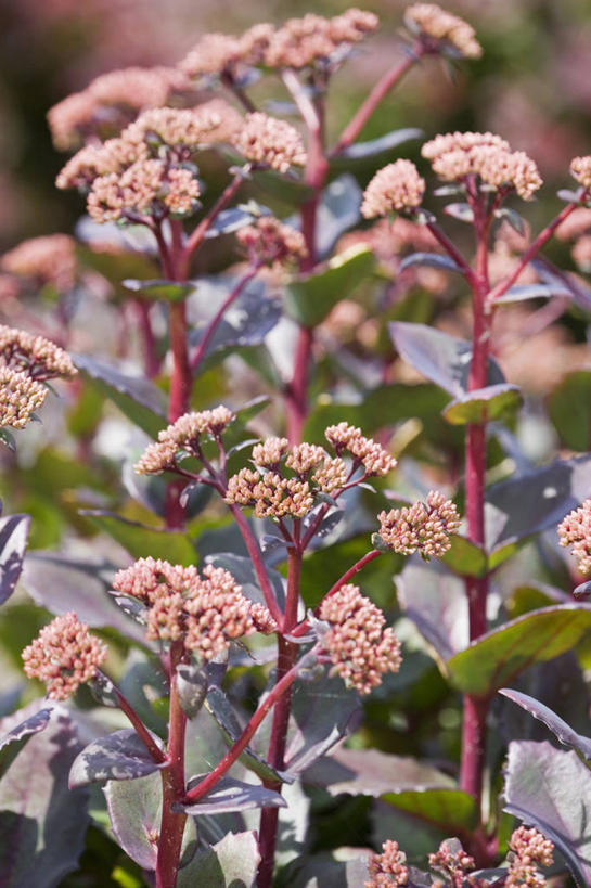无人,竖图,室外,特写,白天,美景,植物,景观,草药,药草,中药,花,粉色,自然,夏天,景色,摄影,景天,自然风光,药材,中草药,中药材,本草,八宝,秋天,彩图,全画面,全框架,全帧,全画幅,包菜还阳,活血三七