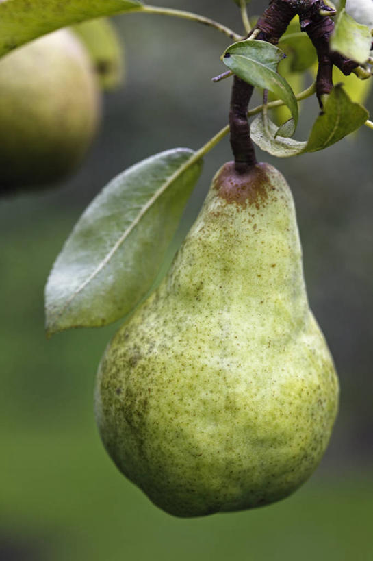 无人,竖图,室外,特写,白天,留白,美景,植物,梨,水果,吊挂,悬挂,景观,食品,饮品,挂,饮食,树,食物,饮料,一个,自然,景色,摄影,生长,单个,可口,清新,自然风光,适口,梨树,彩图