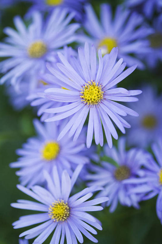 无人,竖图,室外,特写,白天,美景,植物,景观,花,一个,紫色,自然,景色,摄影,生长,单个,自然风光,紫苑,秋天,彩图,全画面,全框架,全帧,全画幅