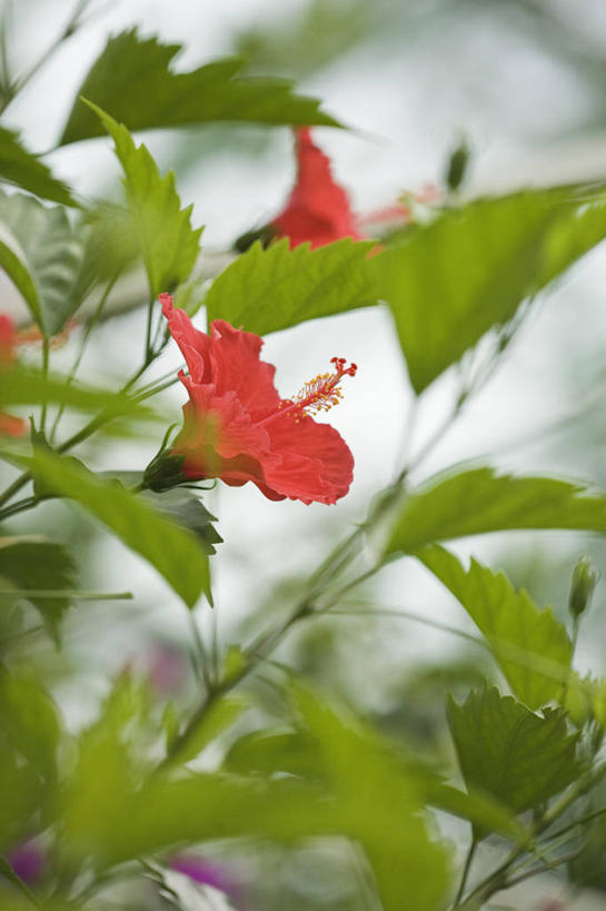 无人,竖图,室外,特写,白天,美景,植物,景观,木槿,木槿花,美丽,花,红色,自然,景色,摄影,热带气候,坚韧,雄蕊,自然风光,永恒,质朴,无穷花,彩图