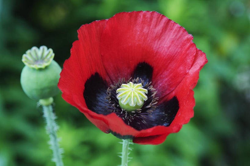 无人,横图,室外,特写,白天,留白,美景,植物,罂粟,景观,花,红色,自然,夏天,景色,摄影,生长,清新,自然风光,彩图