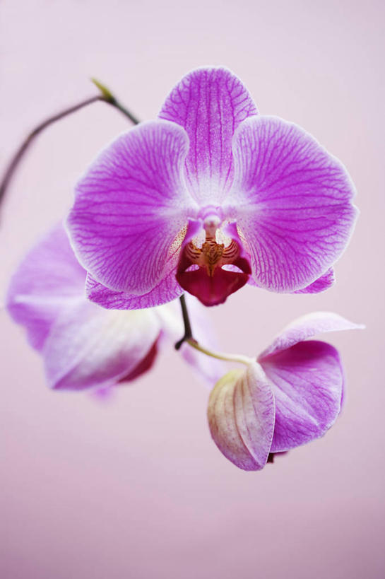 无人,竖图,室内,特写,白天,美景,植物,蝴蝶兰,景观,花,一个,粉色,自然,景色,摄影,生长,单个,热带气候,脆弱,简单,自然风光,兰花,彩图,影棚拍摄