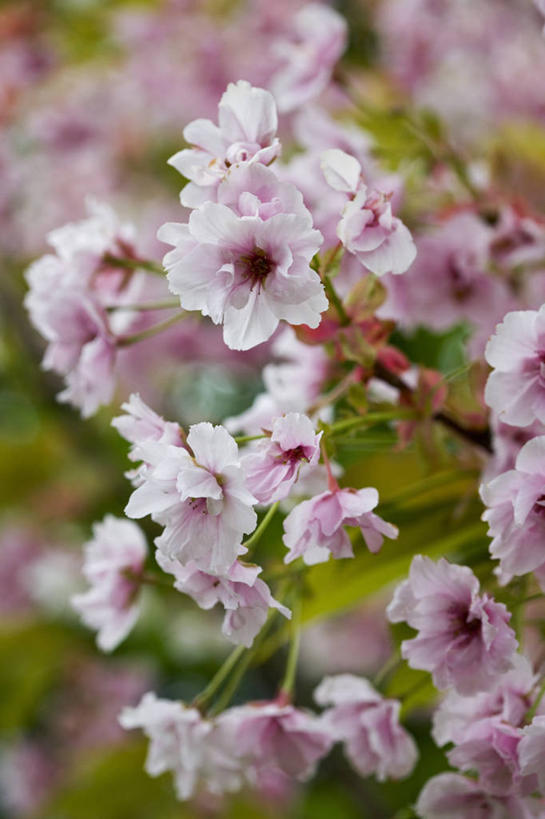 无人,竖图,室外,特写,白天,美景,植物,樱花,丰富,景观,果树,樱桃树,花,花朵,树,树木,粉色,绿色,自然,花束,春天,景色,摄影,生长,成长,清新,自然风光,落叶树,彩图