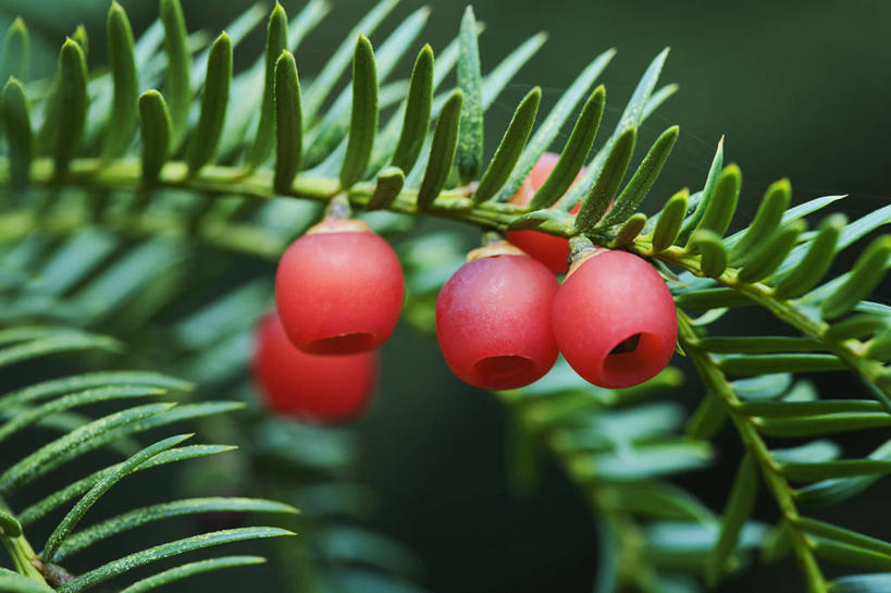 无人,横图,室外,特写,白天,留白,美景,植物,浆果,叶子,景观,一个,红色,自然,景色,摄影,生长,单个,灌木,锋利,尖锐,清新,自然风光,常绿树,紫杉,彩图
