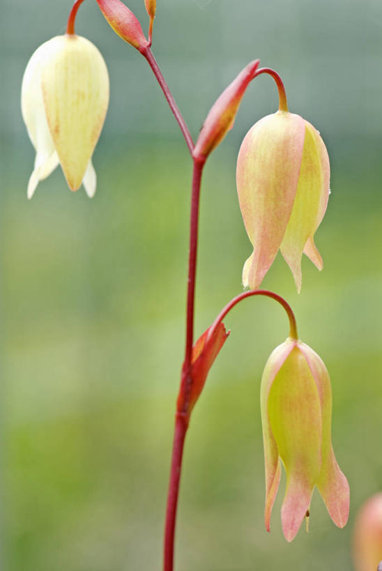 无人,竖图,室外,特写,白天,留白,美景,植物,捕食,景观,花,一个,黄色,自然,夏天,景色,摄影,生长,单个,环境,死亡,气候,热带气候,清新,自然风光,陷阱,彩图
