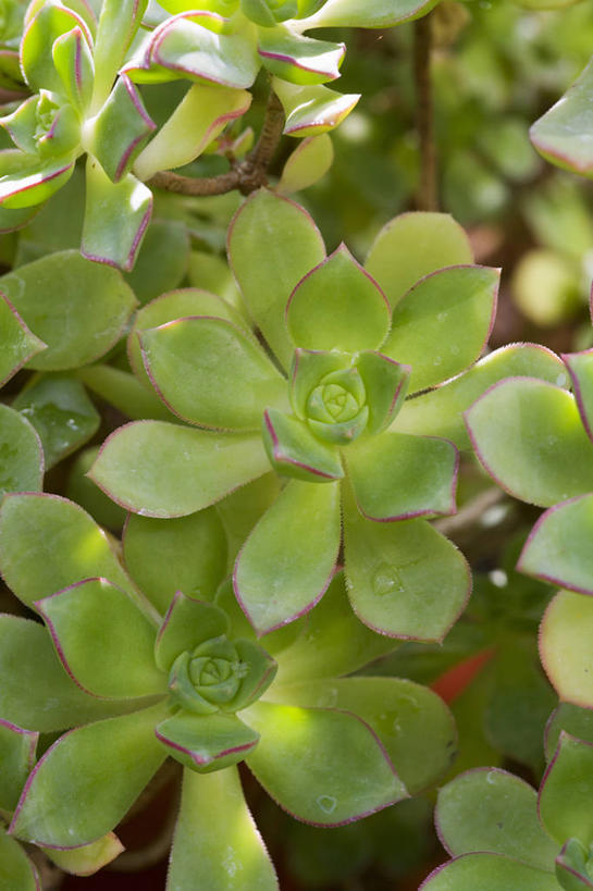 无人,竖图,室外,特写,白天,美景,植物,纸风车,叶子,光线,景观,光芒,绿色,自然,生物,景色,摄影,生长,环境,清新,自然风光,彩图,全画面,全框架,全帧,肉质植物,全画幅