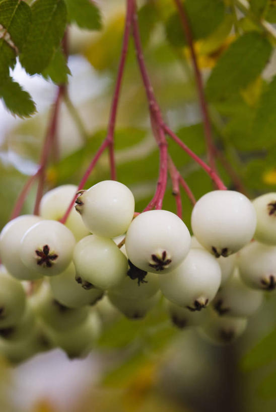 无人,竖图,室外,特写,白天,美景,植物,浆果,水果,吊挂,悬挂,景观,食品,串,挂,饮食,树,自然,景色,季节,忧伤,摄影,环境,美好,清新,自然风光,善良,痛苦,忠诚,落叶树,花楸,红果臭山槐,百华花楸,马加木,秋天,彩图,哭泣,欧洲花楸