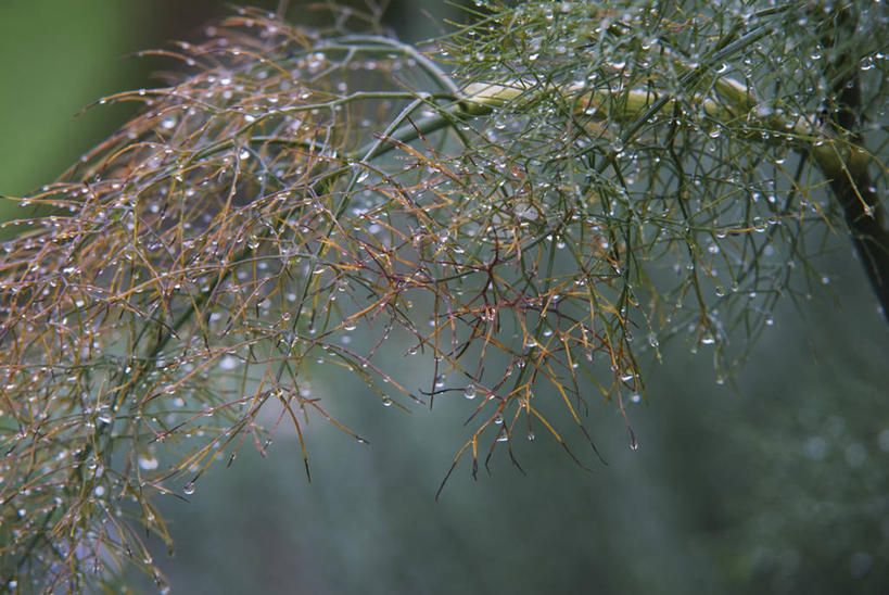无人,横图,室外,特写,白天,美景,水,植物,叶子,羽毛,液体,景观,水滴,食品,饮食,灰色,自然,茴香,夏天,景色,摄影,生长,环境,草本,自然风光,肌理,彩图