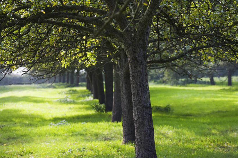 无人,果园,横图,室外,特写,白天,农业,农作物,美景,植物,水果,日光,一排,整齐,景观,食品,果树,树荫,饮食,草,树,排列,自然,夏天,景色,摄影,生长,环境,队列,清新,自然风光,苹果树,落叶树,格洛斯特郡,苹果酒,彩图,西南英格兰,传统文化