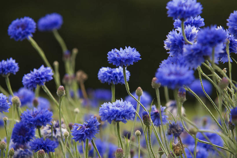 无人,横图,室外,特写,白天,留白,美景,植物,景观,花,蓝色,自然,夏天,景色,摄影,生长,环境,清新,自然风光,矢车菊,手摇花,彩图