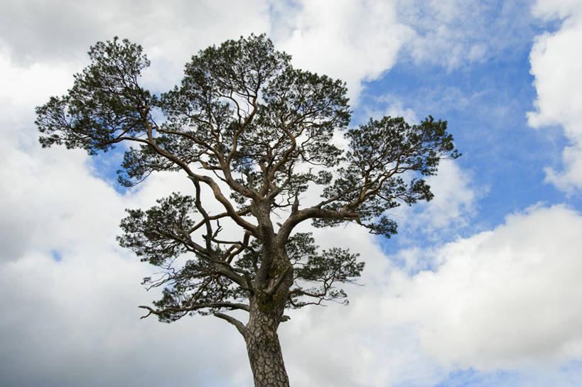 成年人,老年人,无人,横图,室外,白天,留白,侧面,美景,植物,松树,叶子,景观,云,枝,天气,树,树干,一个,天空,自然,景色,摄影,单个,灌木,环境,清新,自然风光,常绿树,欧洲赤松,针叶树,彩图