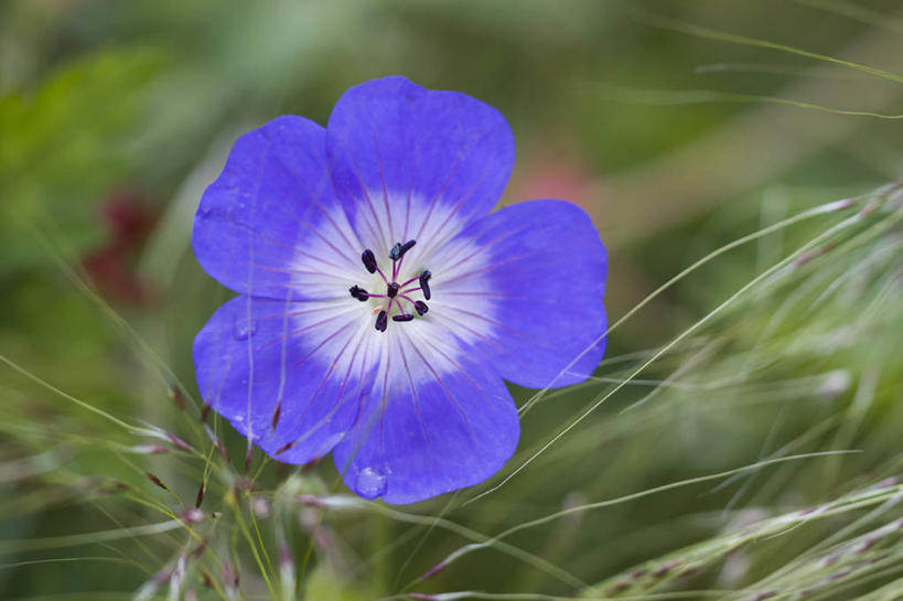 无人,横图,室外,特写,白天,热情,美景,植物,景观,种子,花,一个,阳光,自然,夏天,太阳花,景色,摄影,单个,环境,天竺葵,清新,自然风光,观赏草,牻牛儿苗,针茅,彩图,多年生植物