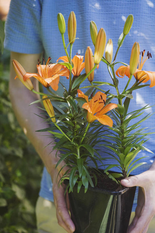 成年人,手,一个人,竖图,室外,特写,白天,美景,植物,百合花,仅一个男性,仅一个人,种植,景观,园艺,拿着,花,仅一个年轻男性,自然,职业,橙色,景色,人体,摄影,环境,自然风光,男人,男性,年轻男性,年轻人,休闲活动,彩图,亚洲百合