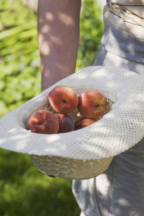 成年人,中年人,手,一个人,竖图,室外,特写,白天,采摘,美景,植物,帽子,水果,日光,仅一个女性,仅一个人,阴影,草帽,景观,食品,饮品,拿着,饮食,食物,饮料,一个,自然,遮阳帽,夏天,仅一个中年女性,桃,景色,人体,摄影,生活方式,收获,单个,部分,环境,可口,清新,自然风光,选择,适口,女人,女性,中年女性,休闲活动,彩图